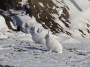 arctic hare.JPG